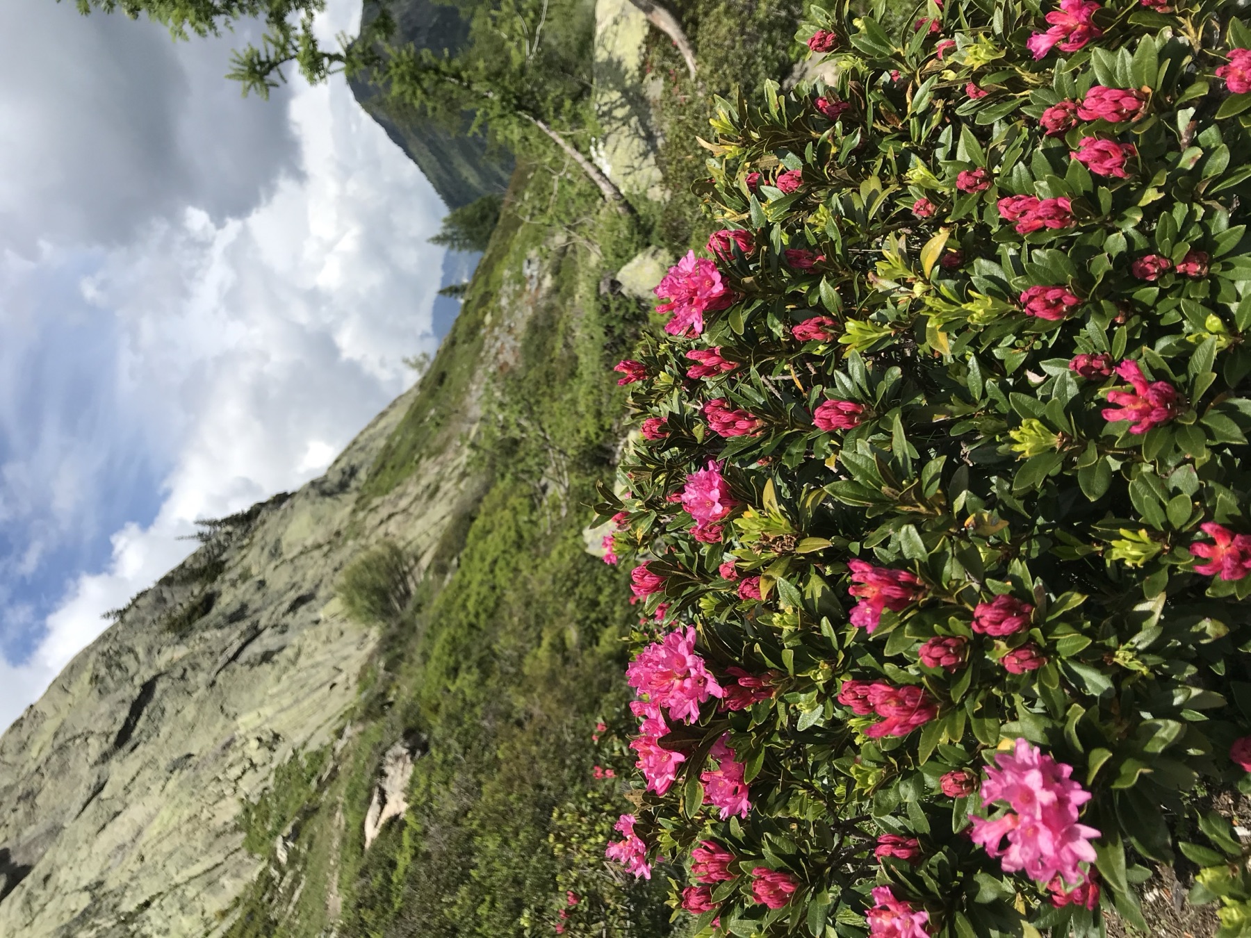 Alpine rhododendrons in bloom on a mountain path